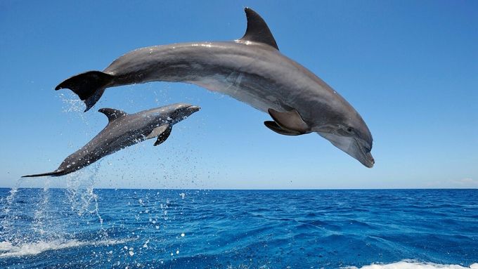 You may even get a little show from a few dolphins as you head out.